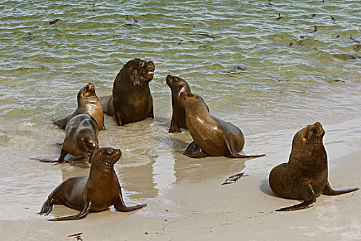 南美海狮,南海狮,群,海滩,靠近,福克兰群岛