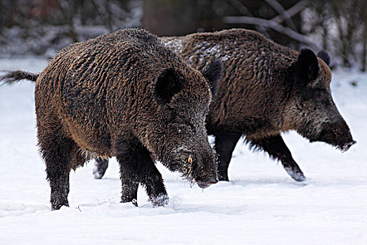 雄性,野猪,冬天,雪中