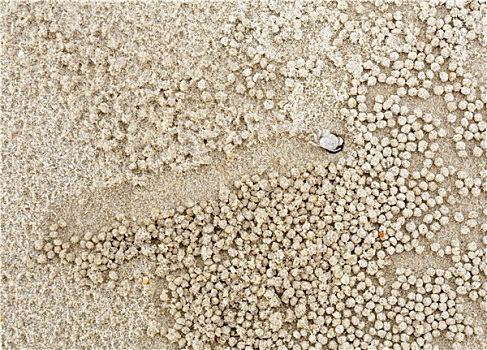 小,白色,螃蟹,移动,沙子,球