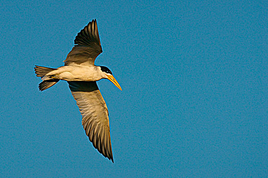 燕鸥,飞行,南马托格罗索州,巴西,南美