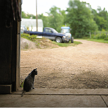 谷仓,猫