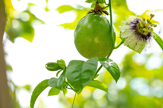 夏天的果园里果实饱满翠绿的百香果与百香果花