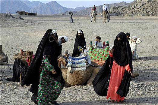 沙漠,贝多因人,乡村,女人,单峰骆驼,埃及