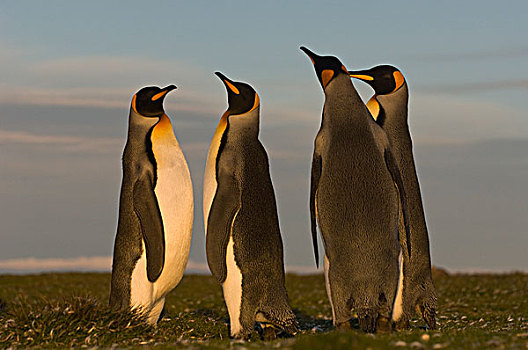 帝企鹅,群,自愿角,东福克兰,岛屿,福克兰群岛
