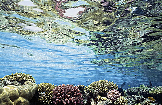 珊瑚,浅,水