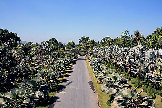 道路,棕榈树,泰国