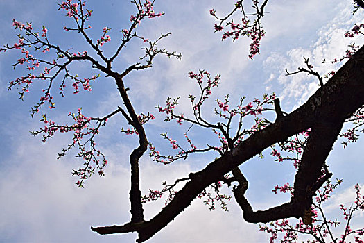 伸向天空的桃花