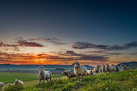 家羊,绵羊,牧群,草地,山,日出,巴伐利亚,德国,欧洲