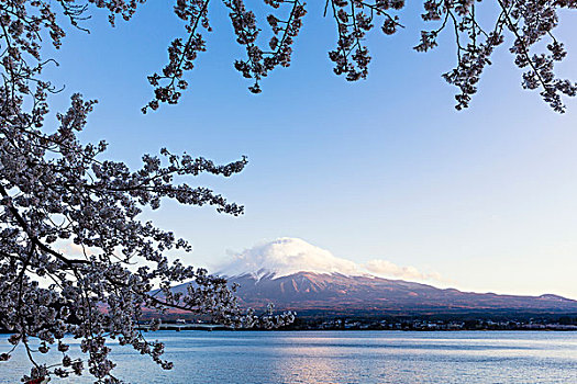 盛开,樱桃树,枝条,湖,正面,富士山,山梨县,日本