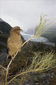 食肉鹦鹉,啄羊鹦鹉,远眺,福克斯冰川,西区国家公园,新西兰