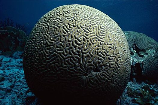 脑珊瑚,博奈尔岛
