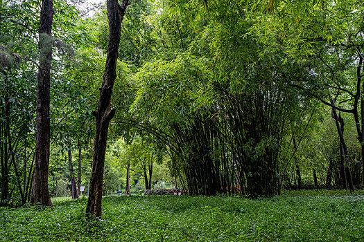 羊城广州夏天天河公园的绿树成荫,竹林与石头小路