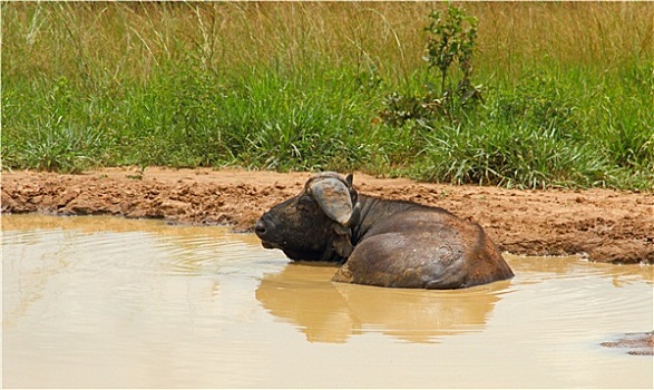 南非水牛,休息,泥,水潭