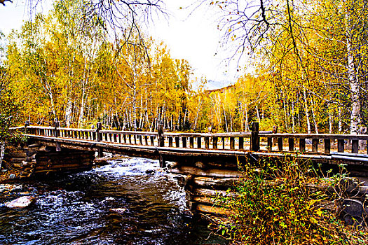 新疆,桦树,小河,木桥,秋色