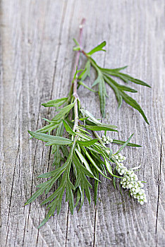 新鲜,艾属植物,叶子,花