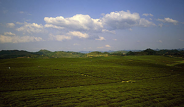 湄潭茶园