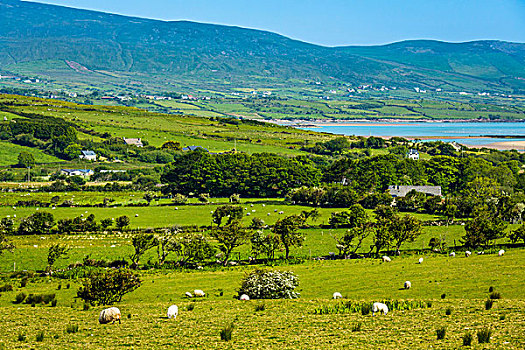 景色,俯视,靠近,凯瑞郡,爱尔兰