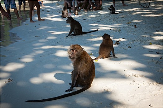 猴子,海滩,皮皮岛,岛屿,泰国