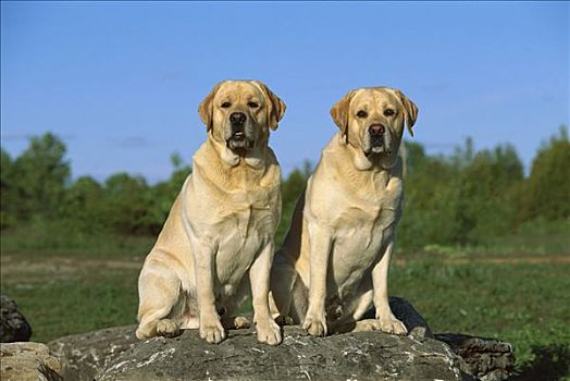 黄色拉布拉多犬,狗,两个,成年人,坐,一起,户外