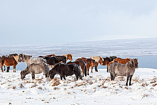 冰岛马,特色,冬季外套,传统,冰岛,痕迹,起点,背影,马,维京,中世纪