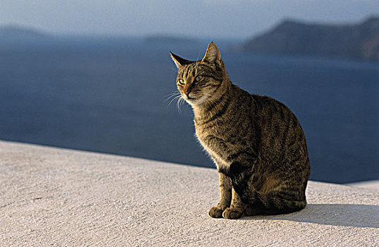 小,猫,希腊
