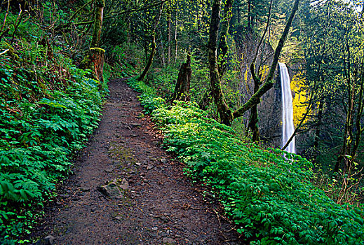 小路,拉图来尔瀑布,哥伦比亚河峡谷,俄勒冈,美国