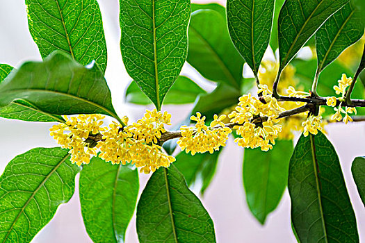 桂花特写