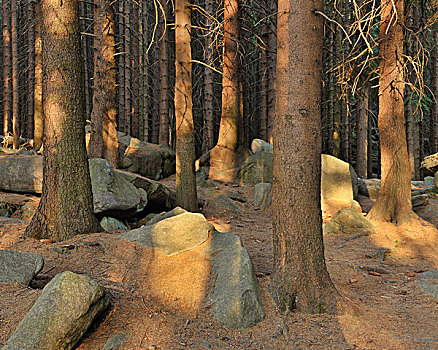 针叶树,树林,哈尔茨山,国家公园,萨克森安哈尔特,德国