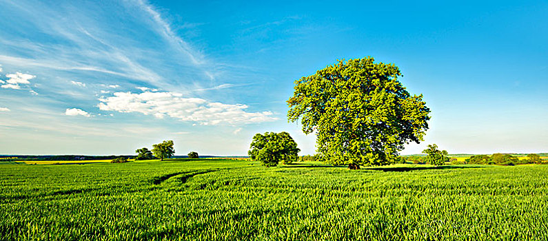风景,橡树,孤树,庄稼地,春天,梅克伦堡,瑞士,梅克伦堡前波莫瑞州,德国,欧洲