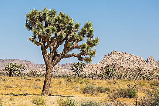 约书亚树,短叶丝兰,荒芜,岩石,风景,国家公园,加利福尼亚,美国,北美