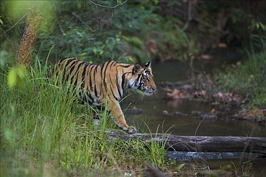 孟加拉虎,虎,幼小,幼兽,走,秋天,树,穿过,溪流,班德哈维夫国家公园,印度