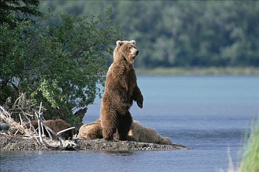 大灰熊,棕熊,母兽,站立,后面,卡特麦国家公园,阿拉斯加