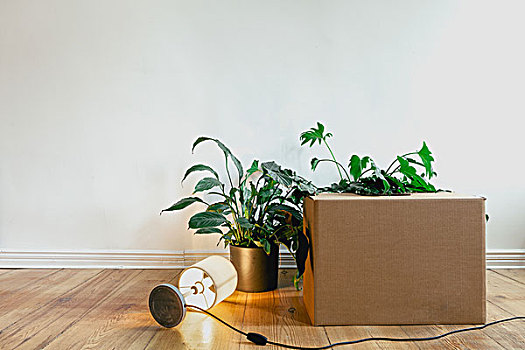 包装箱,室内植物