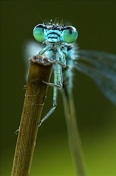蓝尾蜻蛉,长叶异痣蟌