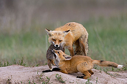 红狐,狐属,母亲,给,食物,幼仔,北美