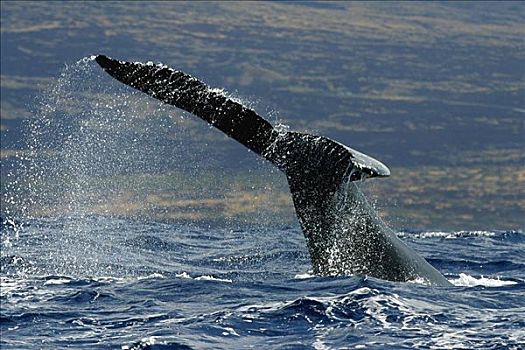 夏威夷,驼背鲸,大翅鲸属,鲸鱼,鲸尾叶突,使用,向上