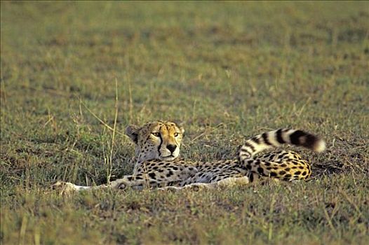 印度豹,猎豹,尾部,马赛马拉,肯尼亚