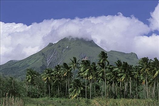 马提尼克岛,火山,薄雾,顶峰,棕榈树