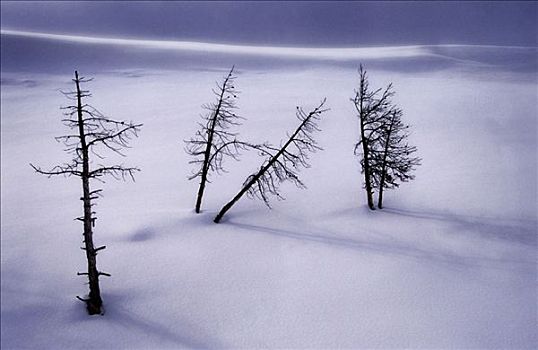 山谷,冬天,黄石国家公园,怀俄明,美国