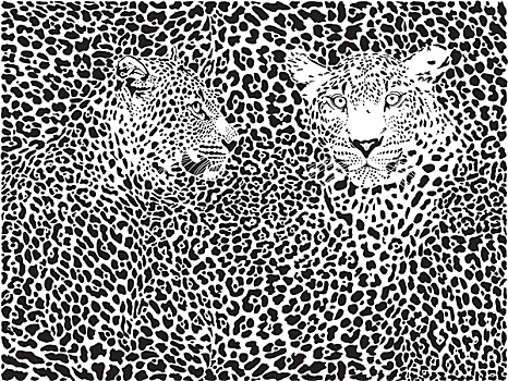 豹,图案,背景