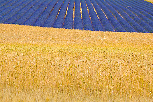 斯佩尔特小麦,土地,盛开,薰衣草,普罗旺斯,法国