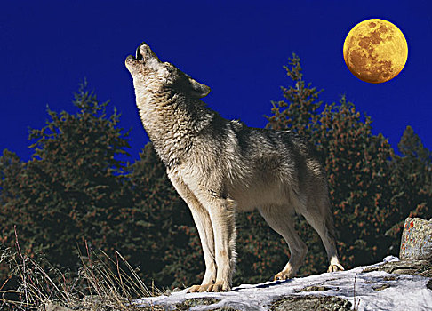 欧洲,狼,成年,月亮