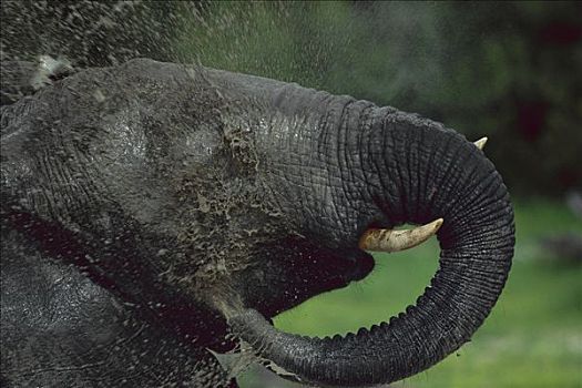 非洲象,雄性动物,泥,水,萨维提,乔贝国家公园,博茨瓦纳