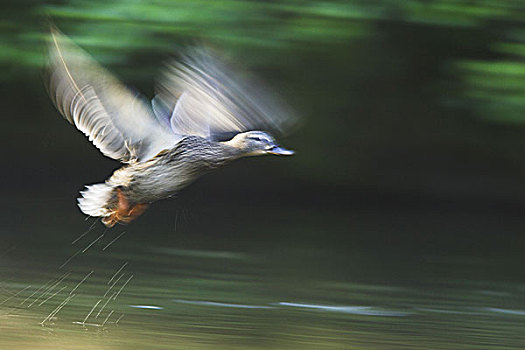 海洋,野鸭,绿头鸭,飞行,模糊,自然,动物,鸟,鹅,游泳,鸭子,水,喷射,翼,移动,户外