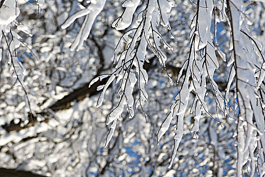 冰,滴下,树,枝条,冬天,漂亮