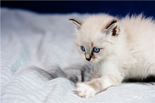头像,小猫,蓝眼睛