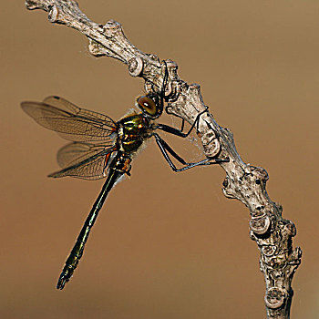 蜻蜓,上艾瑟尔省,荷兰