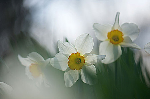 水仙花