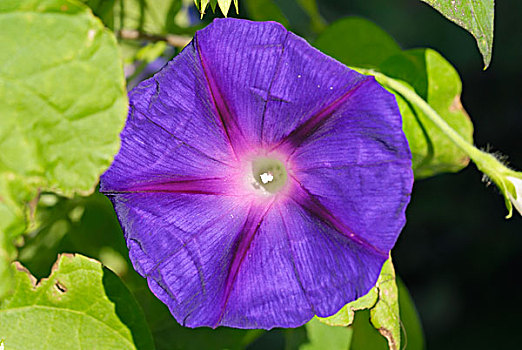 紫花,番薯属植物,牵牛花