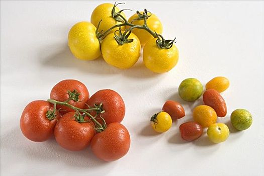 品种,西红柿,白色背景